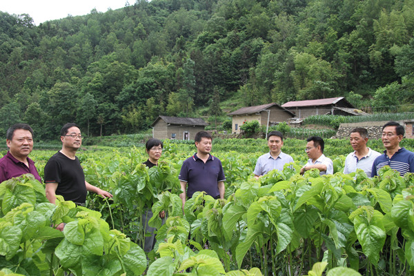 安康市商務局領導來我公司調研春蠶收購及扶貧點蠶?；亟ㄔO情況